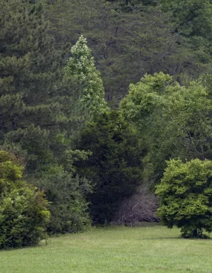 Christy Schoolhouse Yard (Cutter Gap) – Townsend, TN